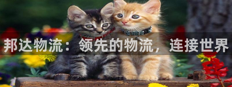 28圈预测加拿大